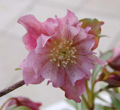 Hellrosa_gepunktet_DSC_0617.jpg