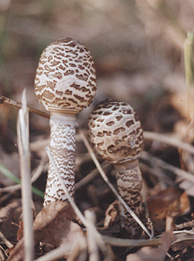 parasol_babies.jpg