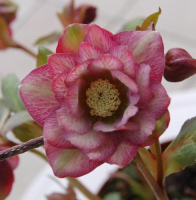_Gefuellte_dunkelrosa_DSC_0623.jpg