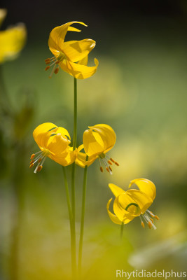 Erythronium_tuolumnense_1277_BGH11_800_sRGB.jpg