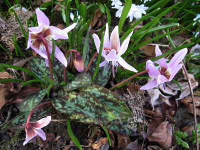 Erythronium dens-canis_0165.JPG