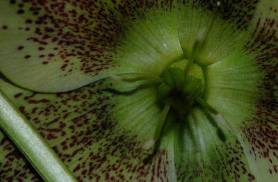Helleborus_Marnis_2_2008_2_10-03-2008.jpg