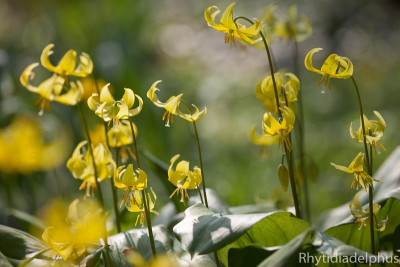 Erythronium_Pagoda_1290_BGH11_800_sRGB.jpg