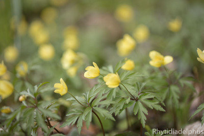 Anemone_x_lipsiensis_8526_800_sRGB.jpg