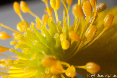 Anemone_x_lipsiensis_9074_800_sRGB.jpg
