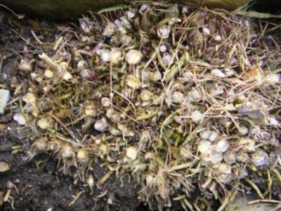 Hosta_Triebe.JPG