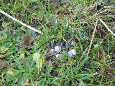 2022-02-02 Galanthus.jpg