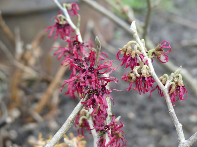2022-02-02 Hamamelis 'Foxy Lady'-'Tsukubana Kurenai' 1.jpg