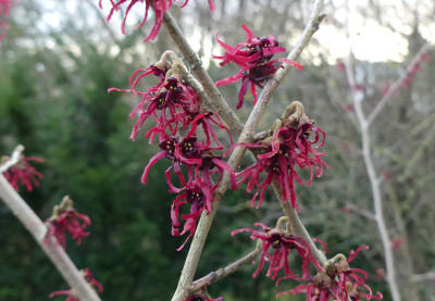 2022-02-02 Hamamelis 'Foxy Lady'-'Birgit' 1.jpg