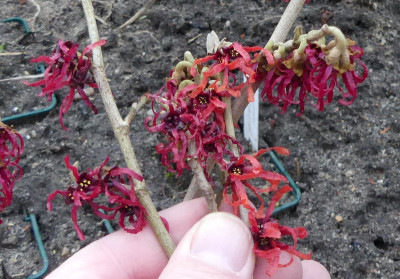 2022-02-02 Hamamelis 'Foxy Lady'-'Birgit'-`'Diane'-'Tsukubana Kurenai' 1.jpg