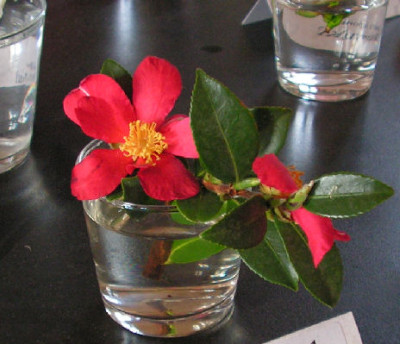 Camellia_Yuletide_055.jpg