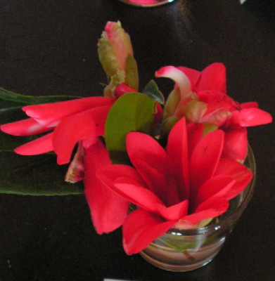 Camellia_Kujaku_tsubaki054.jpg