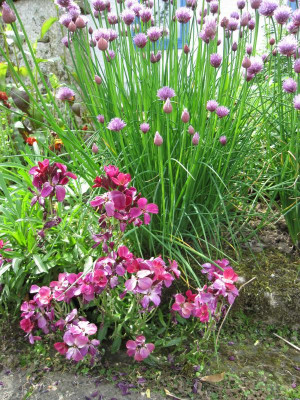 Cheiranthus cheiri vor  Allium schoenoprasum_0502.JPG