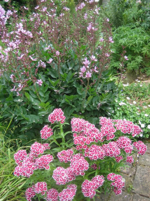 Dianthus barb._0270.JPG