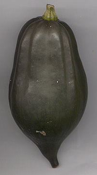 acorn.jpg