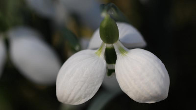 GidW - Galanthus gracilis.jpg