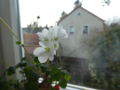 Pelargonium cotyledonis 220203.JPG