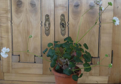 Pelargonium cotyledonis_2 220203.JPG