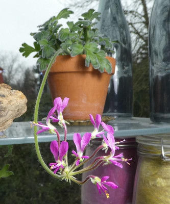 Pelargonium incrassatum 220303.jpg