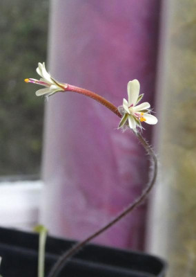 Pelargonium vinaceum DXV 220203.jpg