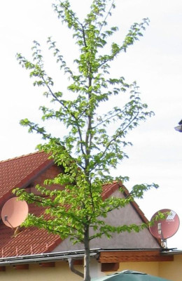 Baumkrone.jpg