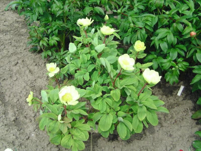 Bot_garten Christiansberg 070.JPG