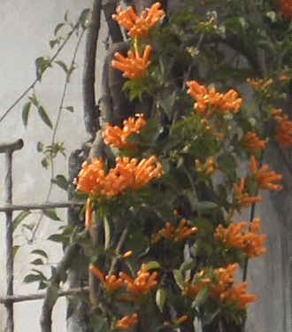 nepal_detail.jpg