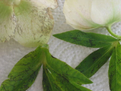 helleborus__krank__1_.jpg
