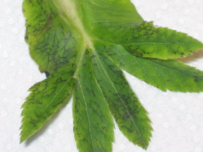 helleborus_krank__2_.jpg