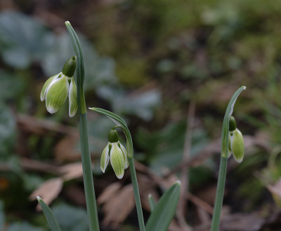 DSC_4218_DxO.jpg