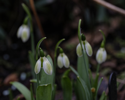 DSC_4208_DxO.jpg