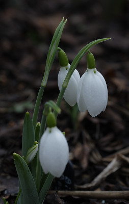 DSC_4210_DxO.jpg