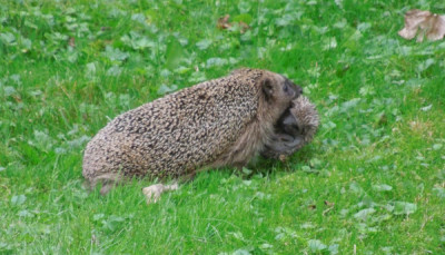 Igel_Umzug.jpg