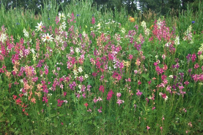 Linaria maroccana.jpg