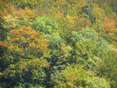 Herbstwald.jpg