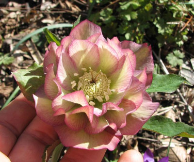 rosagrun_2008.jpg