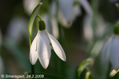 20080224-Schneegloeckchen_9917.jpg