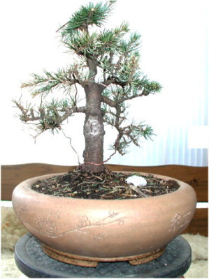 Cedrus-atlantica2.JPG