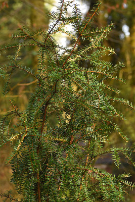 pseudotaxus_SF.jpg