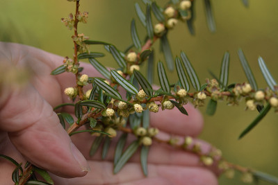 pseudotaxus_pollen.jpg
