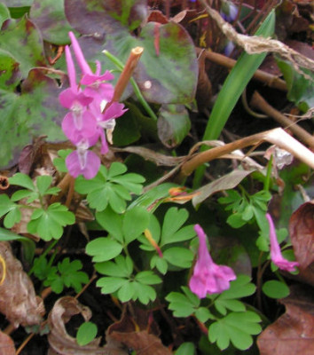 Corydalis_caucasica_013.jpg