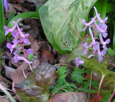Corydalis_caucasica_abantensis_156.jpg