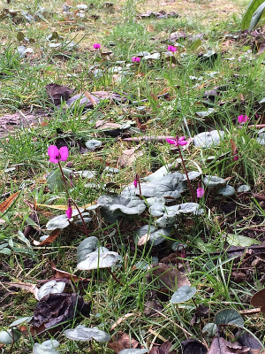 2022-02-05 Cyclamen.jpg