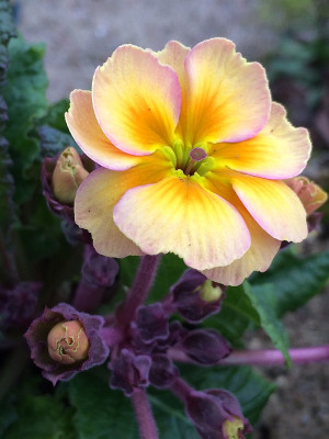 2022-02-05 Primula elatior  Stella.jpg