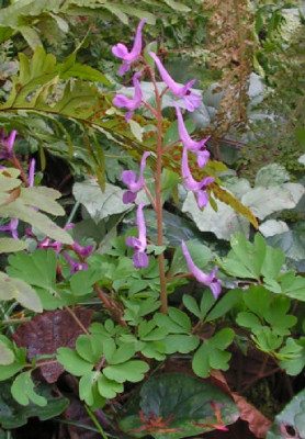 Corydalis_triternata_009.jpg