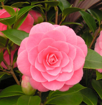 Camellia_Mrs._Tingley_012.jpg