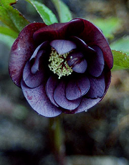 schwarzgefuellt9162.jpg