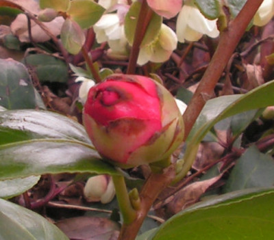 Camellia_Dr._Burnside_014.jpg