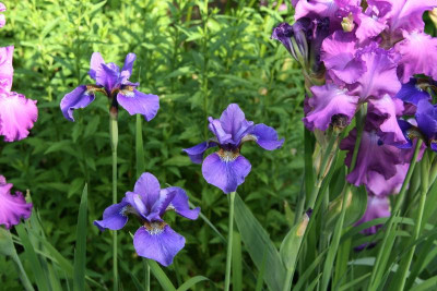 Iris  0821.JPG