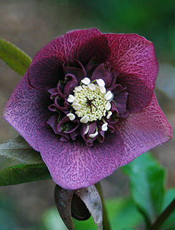 ruescheschwarzrot9164.jpg